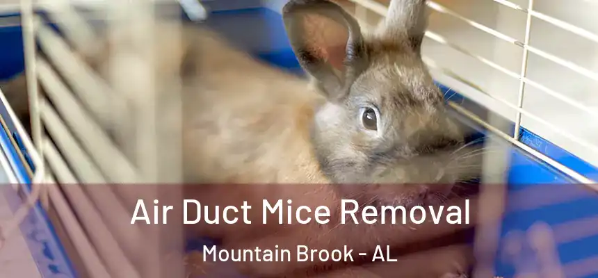  Air Duct Mice Removal Mountain Brook - AL